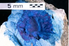 Foto (Detailansicht) von Bullariscus arcuotorus (Robins, Feldmann & Schweitzer, 2013) (NHMW-GEO-1990-0041-0456)